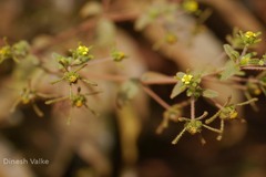 Sigesbeckia orientalis